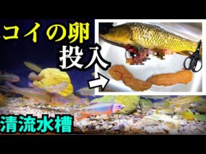 川魚水槽にコイの卵を投入すると…