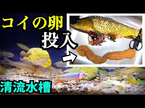 川魚水槽にコイの卵を投入すると…