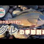 【鹿児島フカセ釣り】寒くなってグレの季節がやってきました