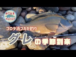 【鹿児島フカセ釣り】寒くなってグレの季節がやってきました