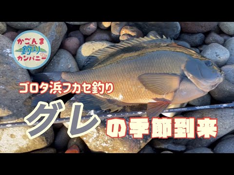 【鹿児島フカセ釣り】寒くなってグレの季節がやってきました