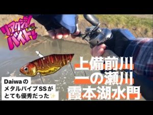 【バス釣り】霞水系ダイワのメタルバイブSSがとても優秀だった‼️#上備前川　#一の瀬川　＃メタルバイブSS  ＃ブルズホッグ　#ロボリーチ　＃スティーズシャッド　＃霞ヶ浦流入河川