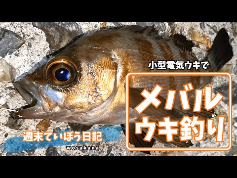 【メバル】ウキ釣り＃03