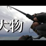 嬉し！楽し！美味し！冬のサーフ釣り