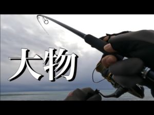 嬉し！楽し！美味し！冬のサーフ釣り