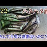 2022 ハタハタ釣り　　今年初の実釣ハタハタ釣り！