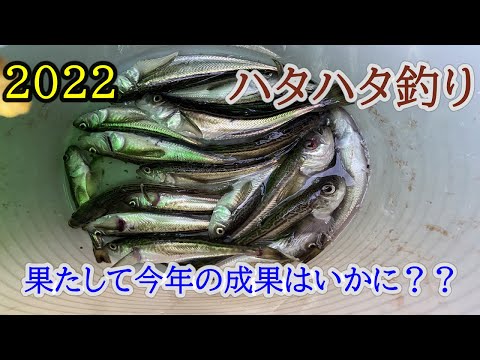 2022 ハタハタ釣り　　今年初の実釣ハタハタ釣り！