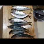 釣りたてイワシで作る極上のお寿司で乾杯♪