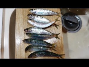 釣りたてイワシで作る極上のお寿司で乾杯♪