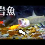 イワナの水槽に金魚を入れて観察してみる。