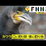 釣り具で傷つく鳥が続出　日本三景・天橋立で釣りをする人が...