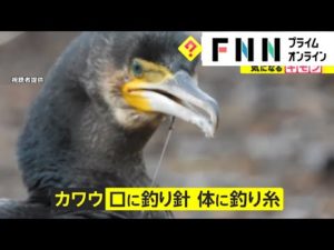 釣り具で傷つく鳥が続出　日本三景・天橋立で釣りをする人が...