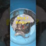 【タコ釣り・イイダコ 釣り】まだ釣れると思いますよ。寒いですけど･･･頑張ってみては？