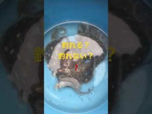 【タコ釣り・イイダコ 釣り】まだ釣れると思いますよ。寒いですけど・・・頑張ってみては?