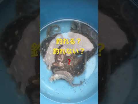 【タコ釣り・イイダコ 釣り】まだ釣れると思いますよ。寒いですけど・・・頑張ってみては?