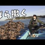 自分で船運転してポイントに大量の【カキ】をばらまいて釣りしてみたら爆釣したww