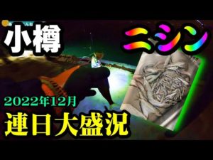 【釣り】ニシン・北海道小樽港・サビキ・夜釣り・ポイント・初心者解説：2022年12月