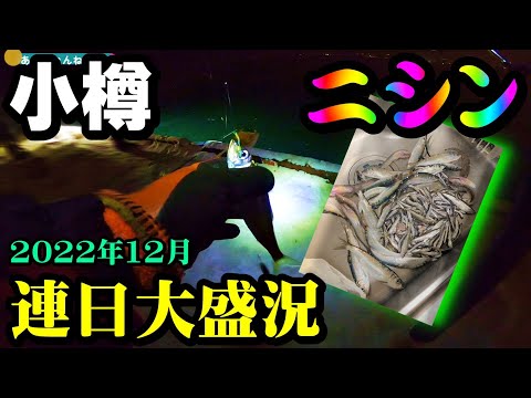【釣り】ニシン・北海道小樽港・サビキ・夜釣り・ポイント・初心者解説：2022年12月