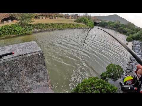 足元の水路で記録級のバケモノが入れ食いした