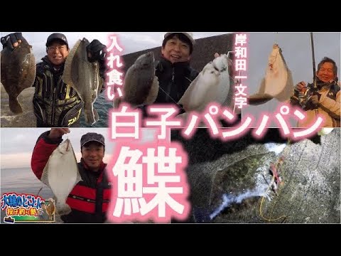 【ちょい投げ／投げ釣り】白子パンパンカレイ今年も律儀に絶好釣!!　大阪・岸和田一文字のカレイ釣り