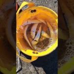 大洗港にてサビキ釣りでマイワシ大漁～🎵 #大洗港 #釣り #レンタル竿 #釣り体験