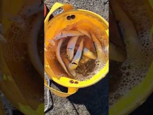 大洗港にてサビキ釣りでマイワシ大漁~🎵 #大洗港 #釣り #レンタル竿 #釣り体験