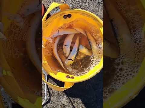 大洗港にてサビキ釣りでマイワシ大漁～🎵 #大洗港 #釣り #レンタル竿 #釣り体験