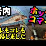 【釣り】ホッケ・北海道岩内港・コマイ・マメイカ・ソウハチガレイ開幕：２０２２年１２月