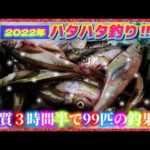 2022年【ハタハタ釣り】初めての場所でハタハタ釣り！100匹まであと1匹だった。