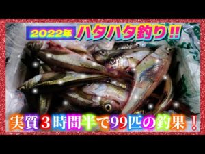 2022年【ハタハタ釣り】初めての場所でハタハタ釣り!100匹まであと1匹だった。