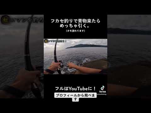 フカセ釣りで青物来たらめっちゃ引く #shorts