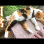 釣りよかアニマルズのなにげない平和な日常