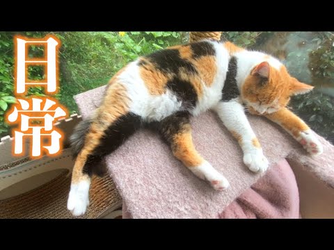 釣りよかアニマルズのなにげない平和な日常