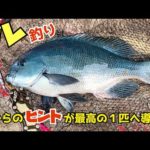 【グレ釣り】和歌山・南紀の地磯で初冬グレを狙う！【磯釣り】