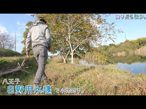 東京都八王子 日野用水堰で小物釣り。人生初の〇〇釣りました～！