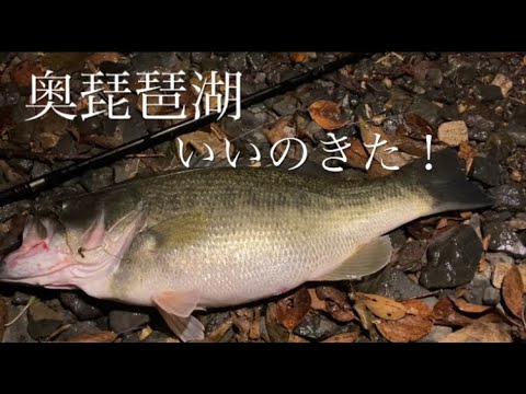 【奥琵琶湖】秋→冬　奥琵琶湖の釣りを楽しんできました