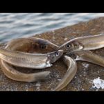 砂地に潜む化け物