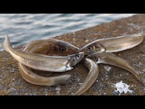 砂地に潜む化け物