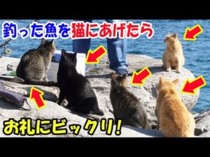 釣りに行ったらたくさんの猫に釣った魚を待ち伏せされた。すごく欲しそうだったので魚をあげたら、お礼にビックリ!【猫の不思議な話】【朗読】