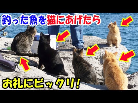 釣りに行ったらたくさんの猫に釣った魚を待ち伏せされた。すごく欲しそうだったので魚をあげたら、お礼にビックリ!【猫の不思議な話】【朗読】