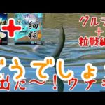 【釣り】グルテン＋粒戦細粒どうでしょう【へらぶな釣り】