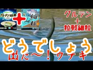 【釣り】グルテン＋粒戦細粒どうでしょう【へらぶな釣り】