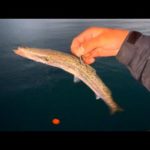 この魚は最高だった…