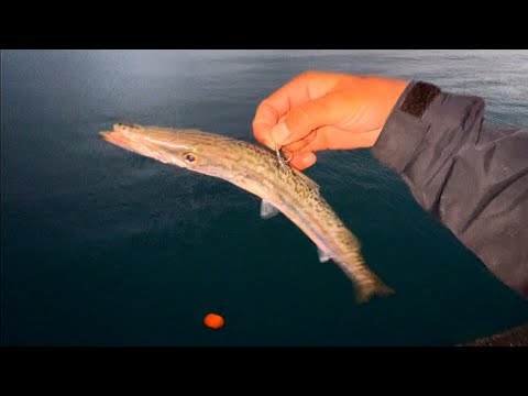 この魚は最高だった…