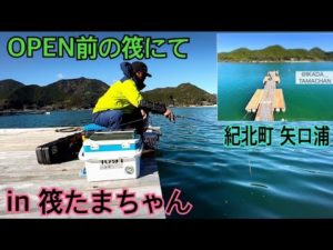 ♯34 矢口浦のオープン前の筏でかかり釣り🎣✨