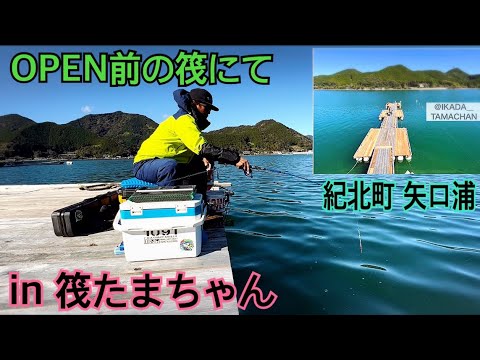 ♯34 矢口浦のオープン前の筏でかかり釣り‪🎣‬✨