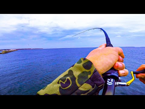 北海道の堤防からルアー釣り！コマイの引きで竿が・・・