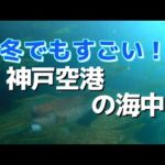 【冬でもすごい‼】人気釣りスポット「神戸空港ベランダ」冬の海にはたくさんのお魚たちが… ※約15m先の水中映像も初公開！No.316