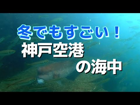 【冬でもすごい‼】人気釣りスポット「神戸空港ベランダ」冬の海にはたくさんのお魚たちが… ※約15m先の水中映像も初公開！No.316