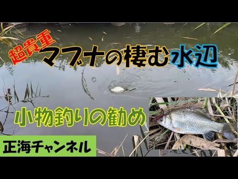 マブナの棲む水辺　～小物釣りの勧め～